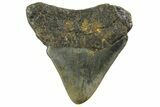 Juvenile Megalodon Tooth - North Carolina #152848-1